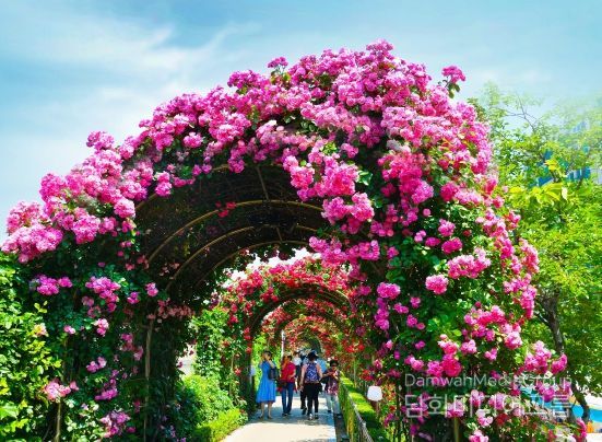 장미꽃이 만발한 중랑천 장미공원