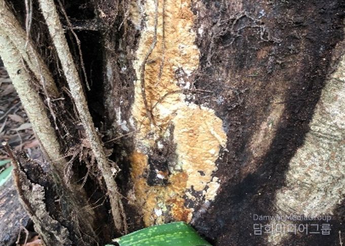 홍릉숲에서 국내 최초 발견된 목재부후균(Perenniporia valliculorum)