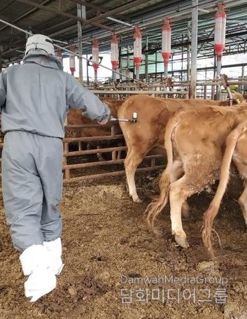 소‧염소 46,540두 구제역 일제 접종 실시