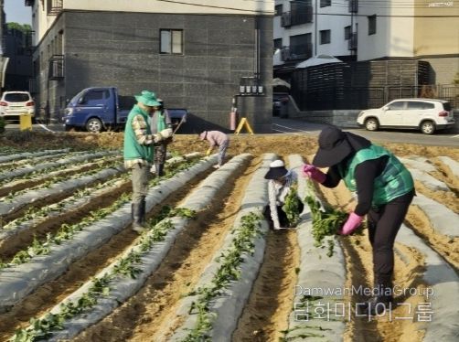 파주시 운정1동 새마을지도자협의회, 사랑의 고구마 심기