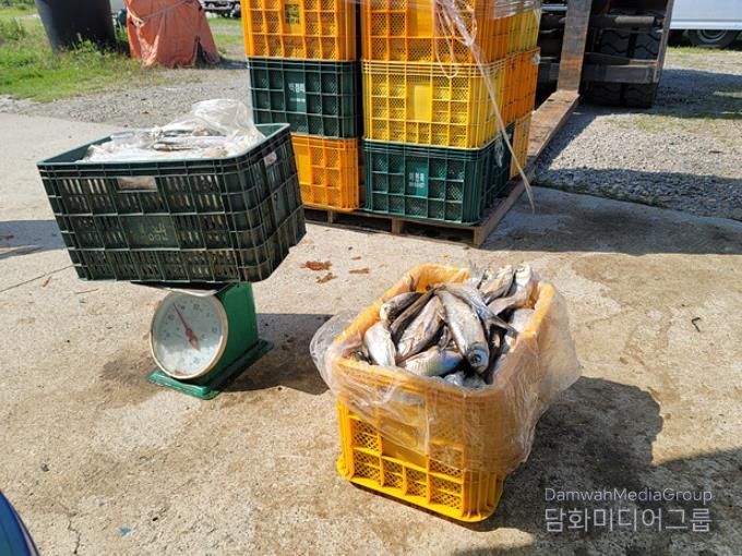 김해시, 생태계 교란 외래어종 수매 추진