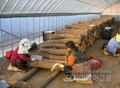 충남도 농업기술원 표고 원목 재배
