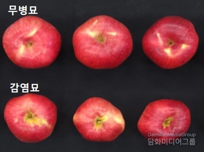 사과 ‘홍로’ 무병묘 효과 비교 사진