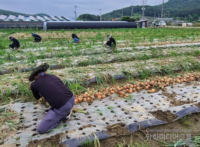영광군 건설교통과 농촌일손돕기 동참