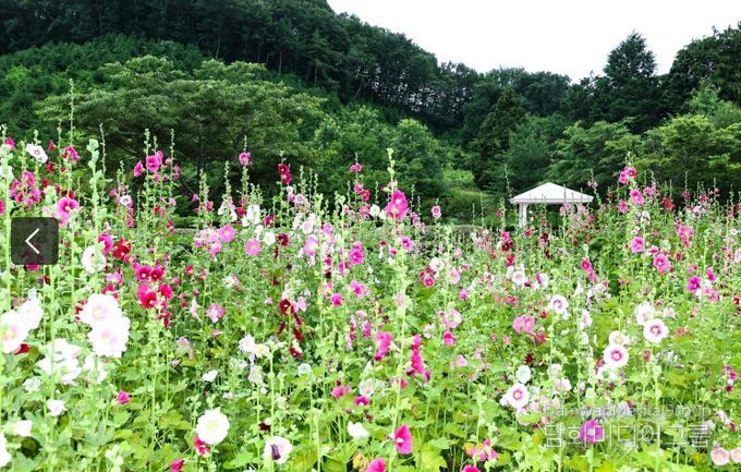 “하늘 향해 뻗은 악양생태공원의 접시꽃”