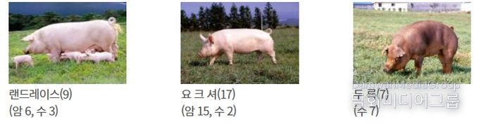 2025년 도입 캐나다 씨돼지 품종