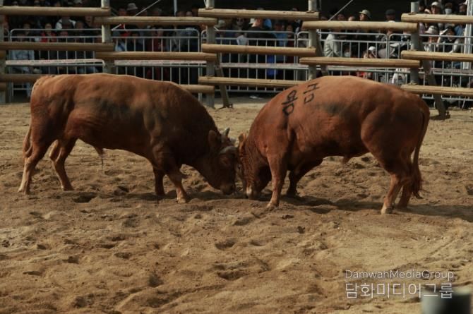 보은대추축제와 함께 즐기는 민속경기의 꽃, 소 힘겨루기대회 현장 속으로!