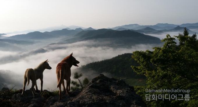 진도군, 천연기념물 진도개 보존관리비 지급 완료
