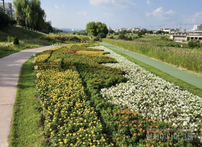 가을 향기 가득! 청주시 무심천 꽃정원 만개
