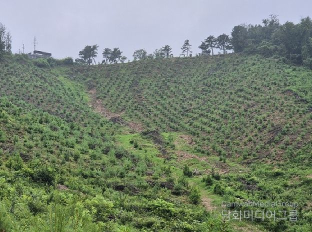 파주시, 266.6 헥타르 규모의 2025년 조림지 가꾸기 사업 완료