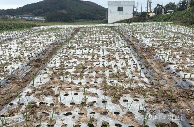 정식 후 지속적인 강우로 발아가 잘 되지 않은 태안 마늘밭 모습(2025. 10. 10.).