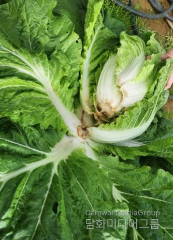 서천군, 가을장마로 파종·수확 차질 심화