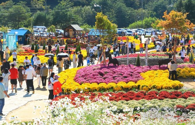 인제 가을꽃축제, 30만 명 돌파하며 성황리 폐막