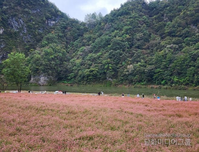 영월군 제6회 동강붉은메밀꽃축제