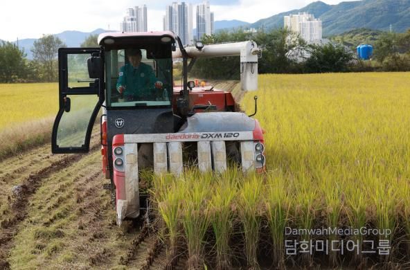 직접 콤바인 몰며 농민들과 현장 점검 하는 박영기 의장