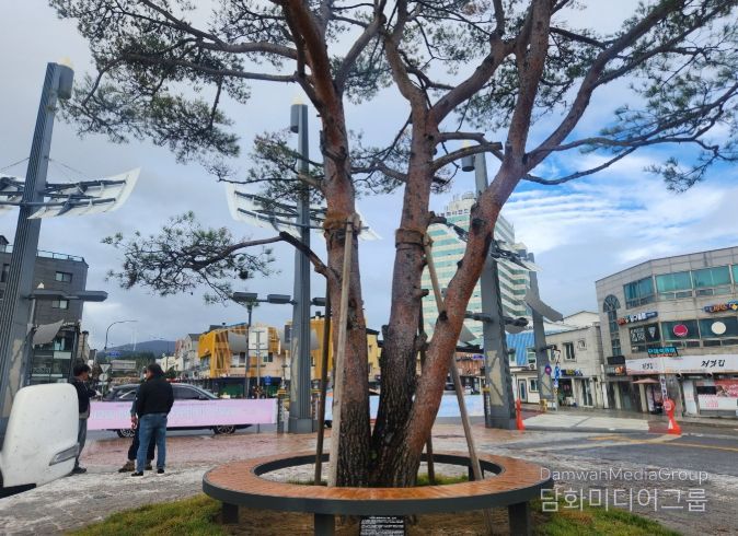 올림픽소나무 표지석 설치