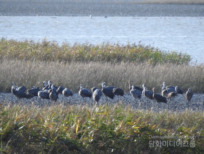 흑두루미 73마리, 순천만 도래