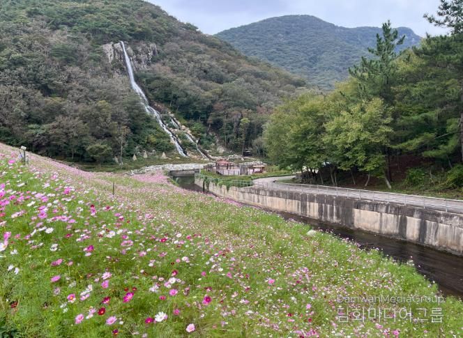 단풍과 코스모스가 어우러진 선운산, 가을 힐링 명소 인기