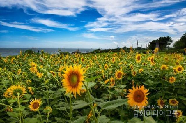 금상_슬도해바라기(권익태)