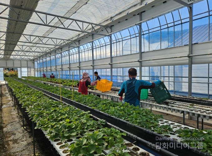 딸기묘 2만 5천 주 긴급 공급