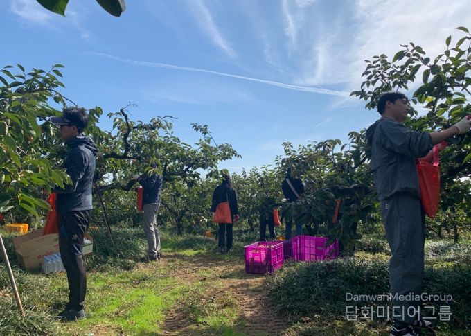 스마트농업과 단감 수확 일손돕기