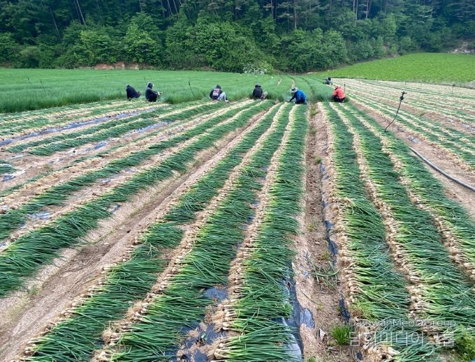 고랭지 쪽파, 주산지로 발돋움