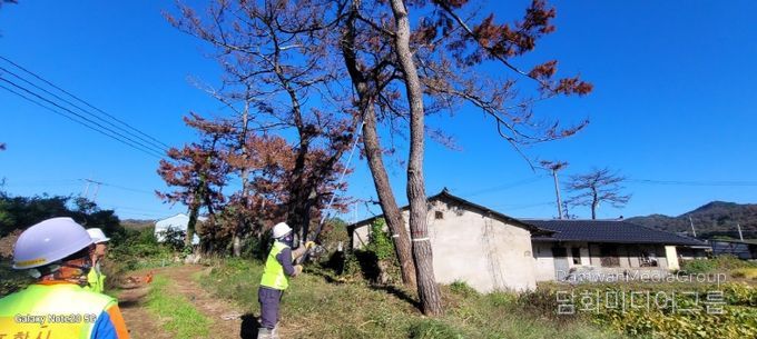 포항시가 2025년 하반기 위험목 제거사업으로 생활권 위험목을 제거하고 있다.