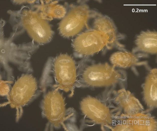 청주시 “가을 단풍 속 위협, 털진드기 조심하세요”