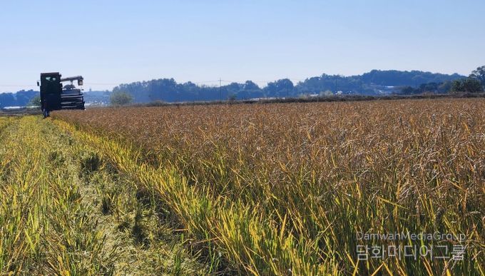 한번 모내기로 두번 수확 ‘움벼 재배’ 성공