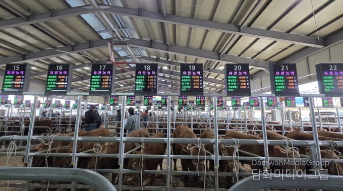 음성축협, 스마트 가축시장 플랫폼 구축 완료