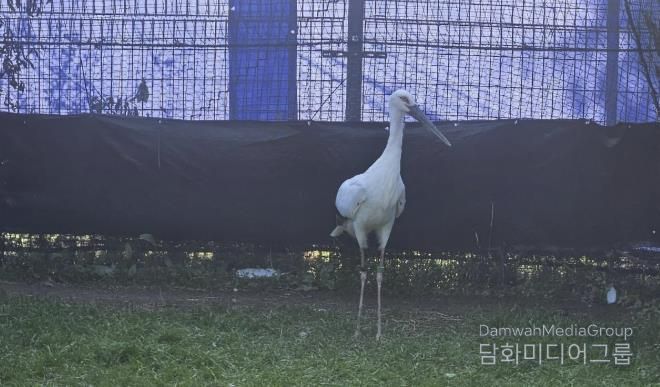 일본에서 도입된 황새 2마리(암컷, 수컷), 황새를 진찰 중인 수의사