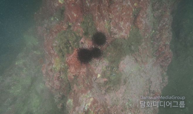 강릉시, 갯녹음 암반 해조서식환경 복원사업