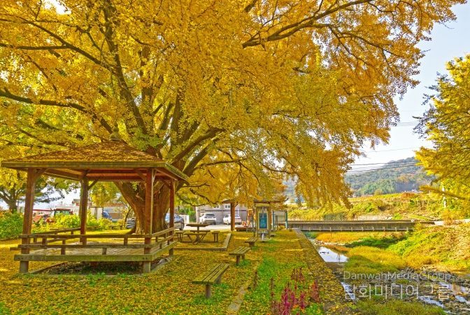 하곡리 은행나무