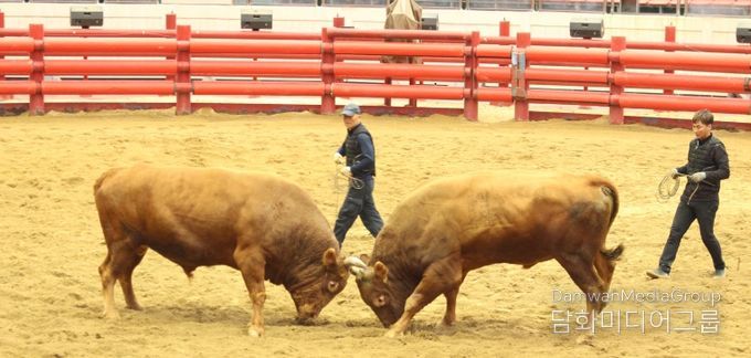 2025년 청도군 전국 민속 소싸움대회 성황리 종료