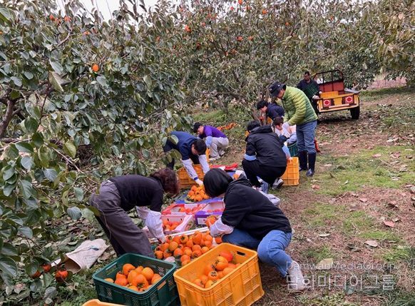 고성군청·영현면 직원, 대봉감 수확 일손 돕기