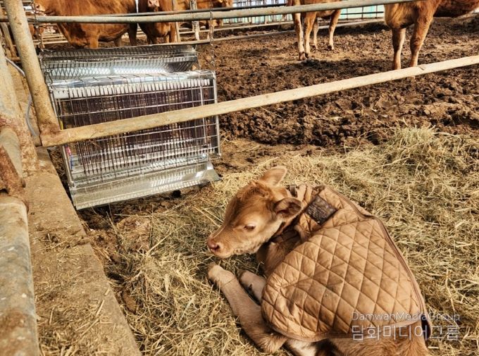 충북농업기술원, 겨울철 가축 사양관리