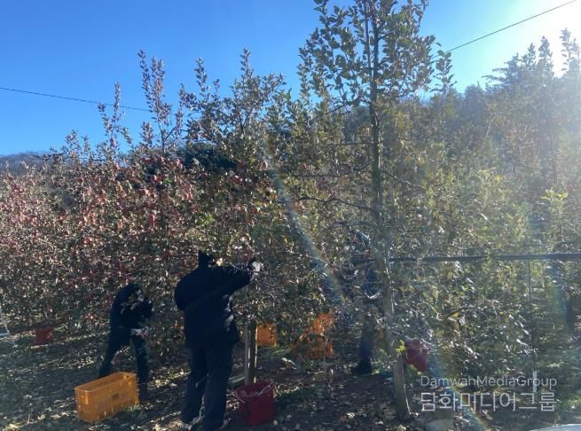 대구 북구 복현2동, 안동시 길안면에서사과 수확 농가 일손 도와