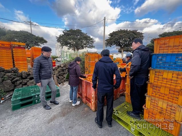 상품 외 감귤 단속
