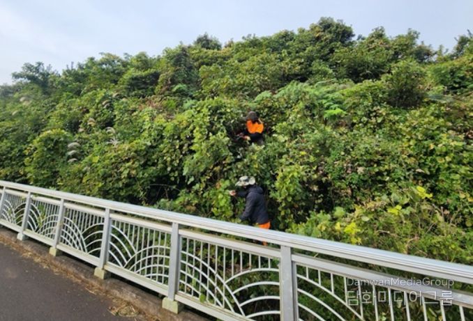 덩굴 제거 사업