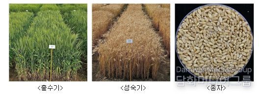 ‘이룸’ 품종 사진