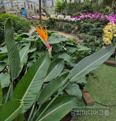 함평군 자연생태공원 아열대전시관, 극락조 개화 사진
