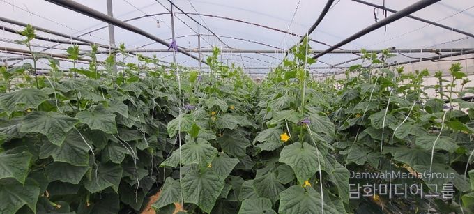 “순천 오이” 본격 출하