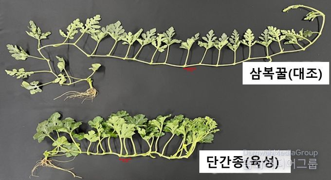 <기존품종과 개발품종의 덩굴길이 비교>