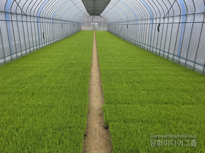 벼 농사의 첫걸음, 내년도 벼 보급종 신청하세요