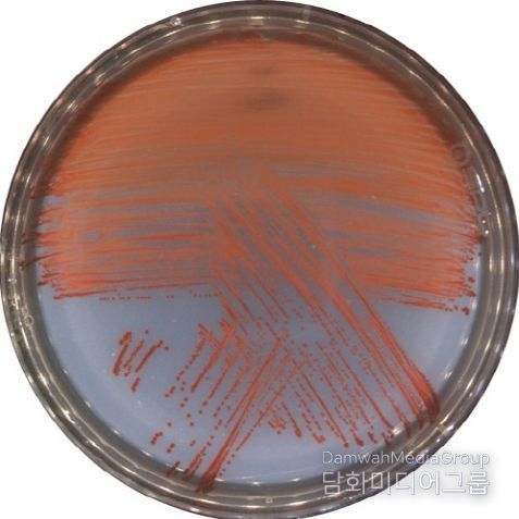 신종 비브리오 VRS2 균주를 배양한 사진(적색의 프로디지오신을 생성함)
