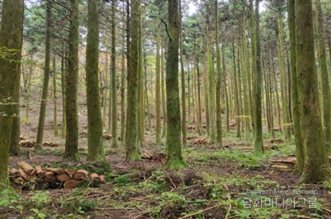 지속가능한 산림 순환 사업