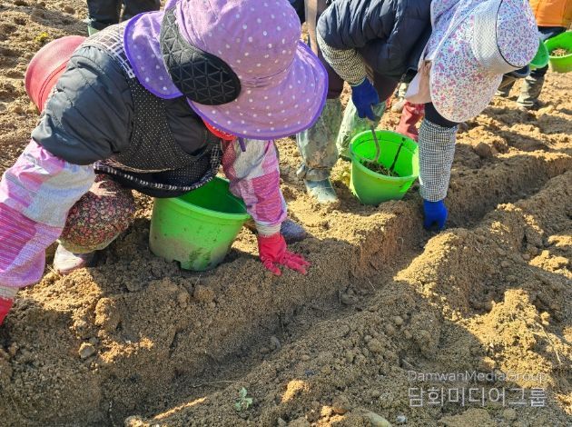 동서강정원 청령포원에 어수리 식재