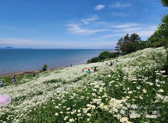 부안군, 2025년 2분기 생활인구 전북특별자치도 1위-변산마실길 샤스타데이지