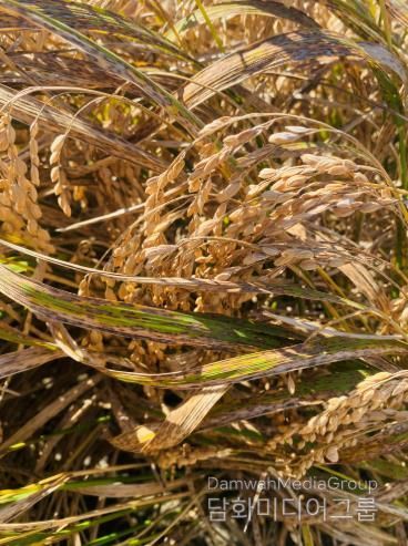 벼 깨씨무늬병 피해 사진
