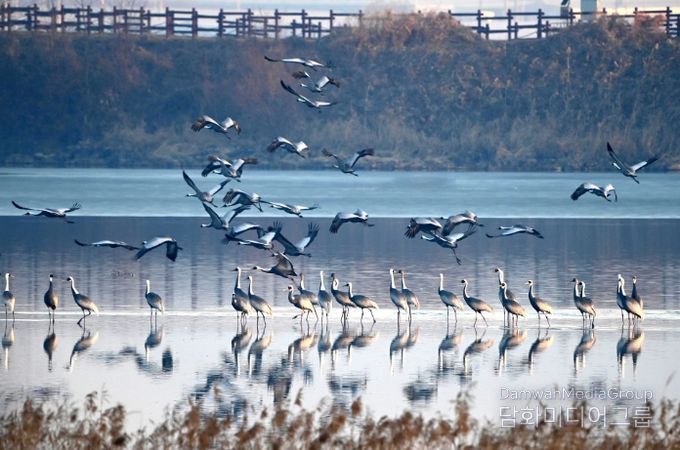 주남저수지 갈대섬 인근에서 재두루미가 쉬고 있다.